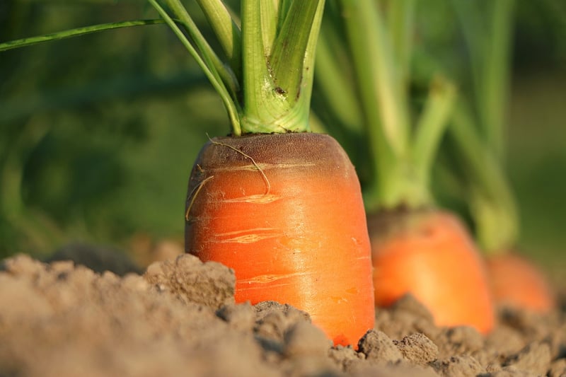 Soil Nutrition